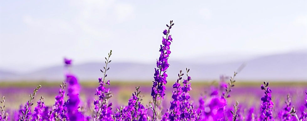 Campo de flores estilo lavanda moradas con unas montañas al fondo