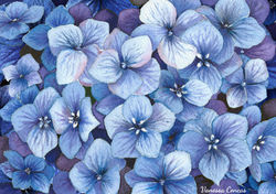 ortensie blu