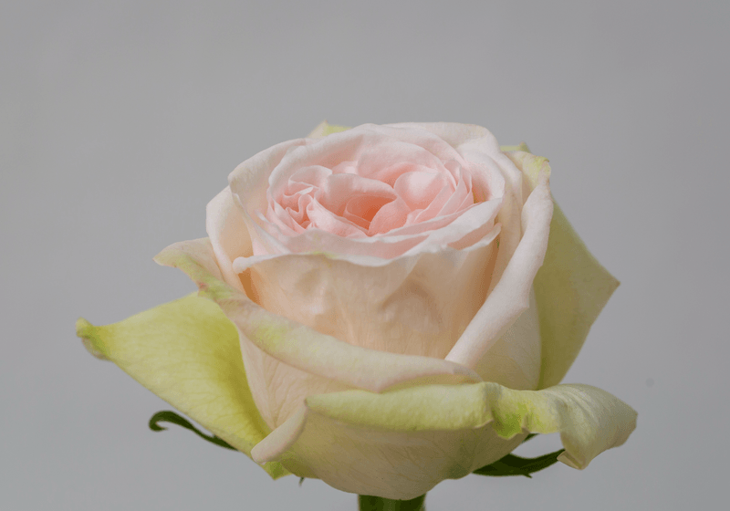 Garden Rose O'Hara view from side