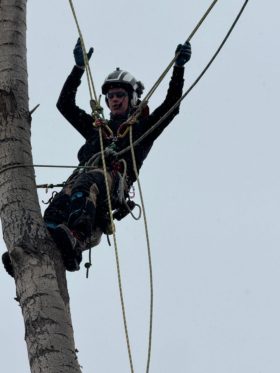 Climbing Dutchman Tree Service action photo