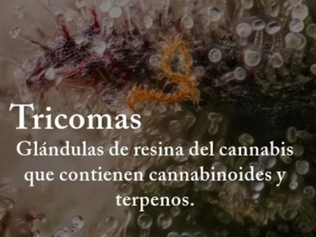 Tricomas