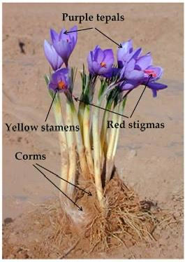 Botanical parts