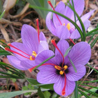 Crocus sativus flower
