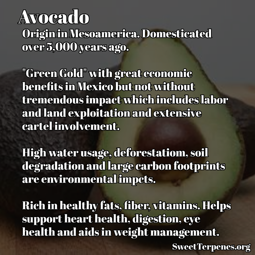 Avocado