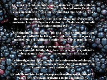 Moras