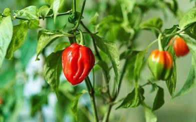 Habaneros