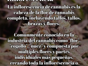 Inflorescencia