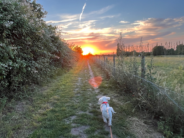 dogsitting4.HEIC
