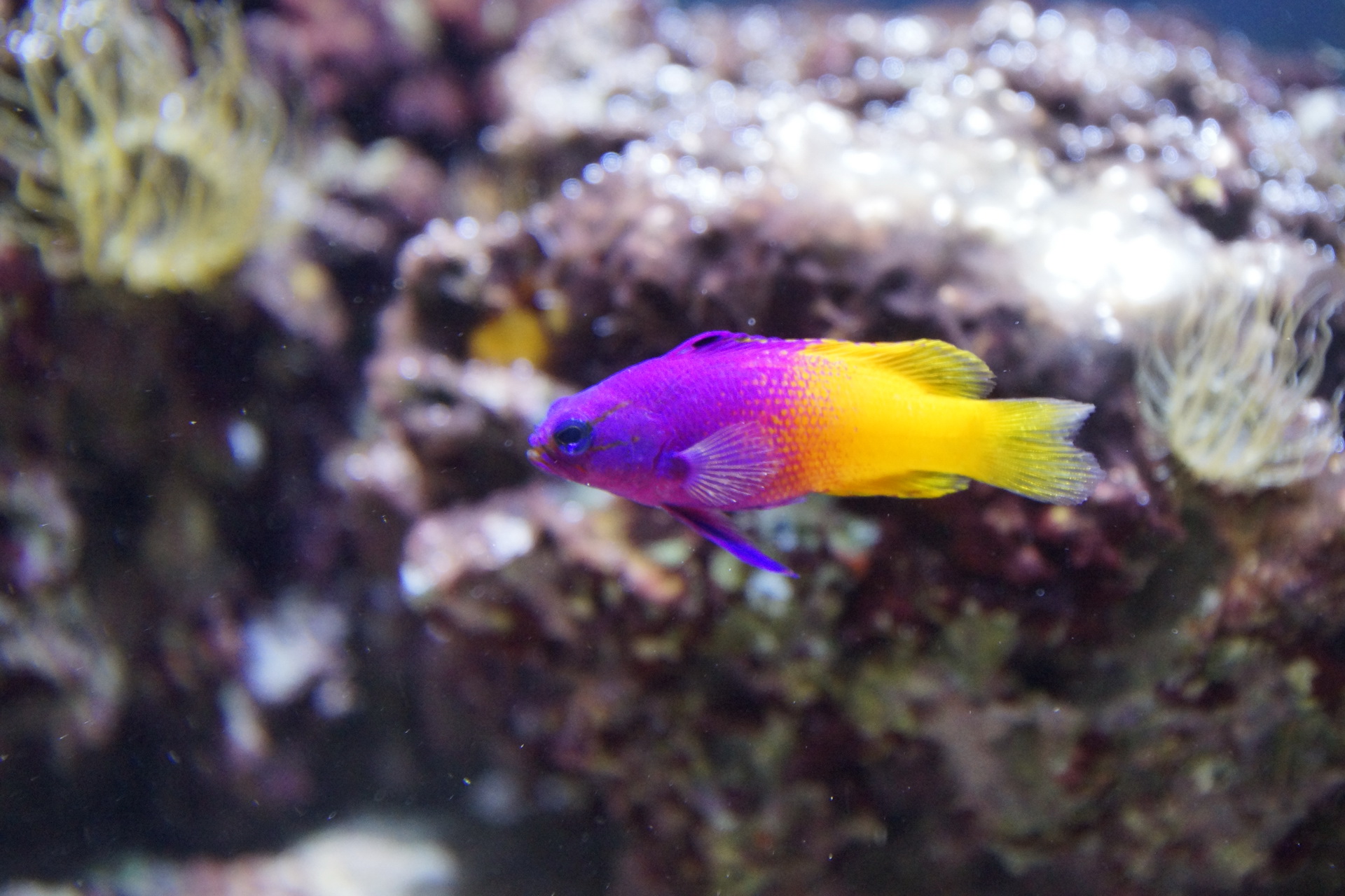 27Fische