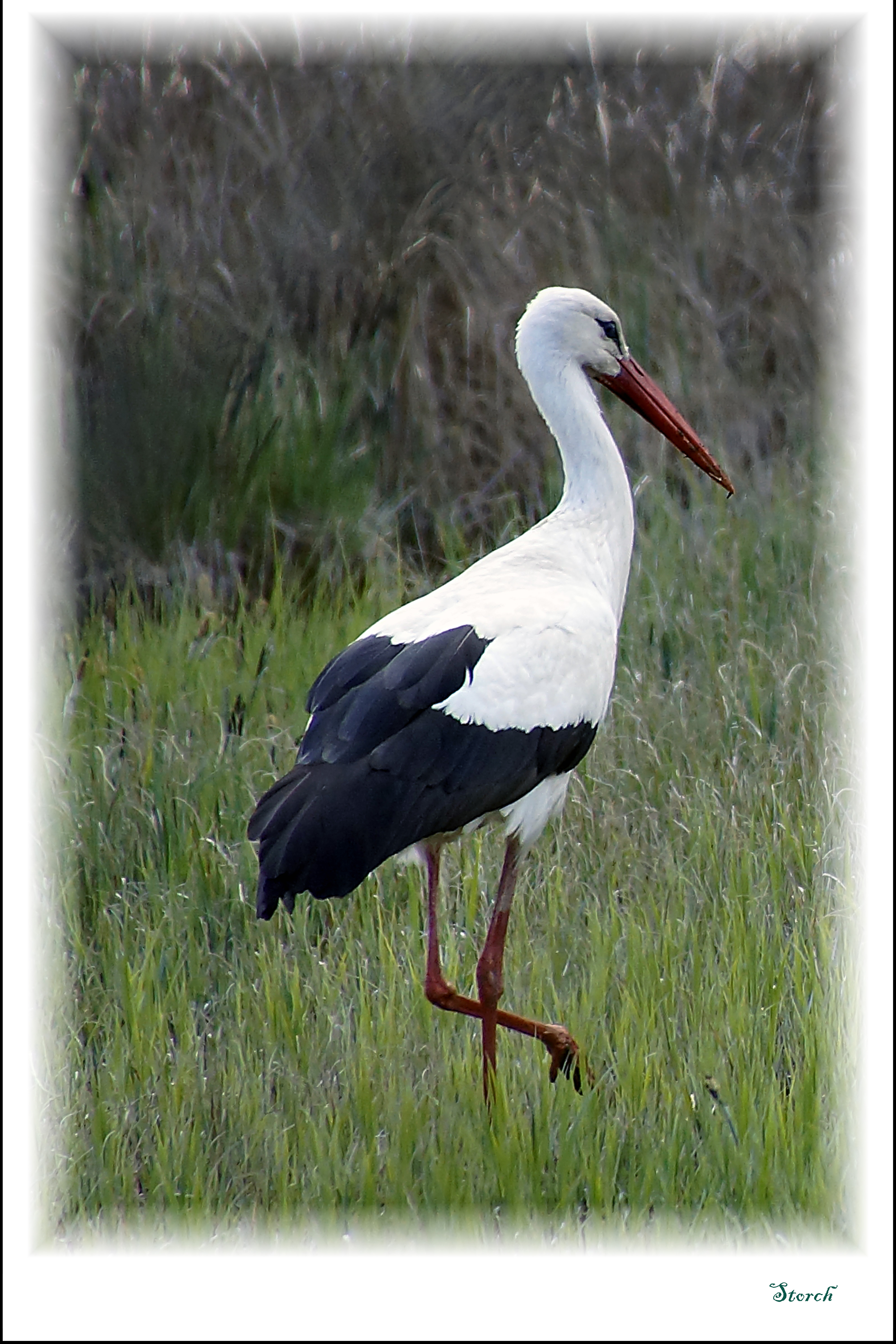 Storch