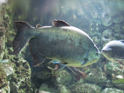 21Fische