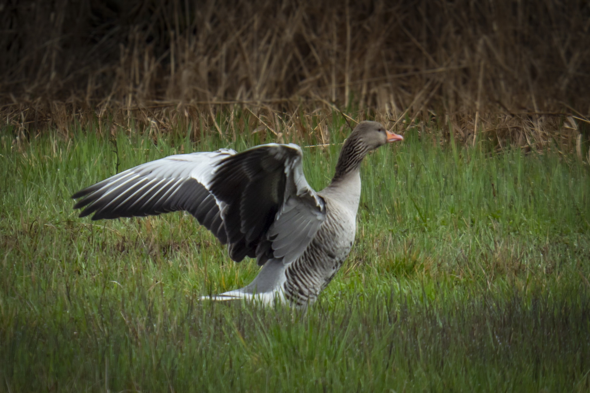 093Vögel