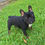 Miniatura: Black and Tan
