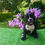 Miniatura: Bull dog Frances Brindle