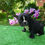 Miniatura: Bulldog Frances Brindle