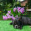 Miniatura: Bulldog Frances Brindle