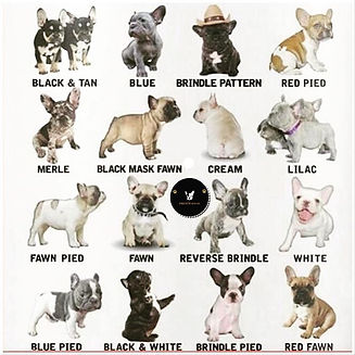 Tipos de colores. Cual es el tuyo__fren