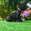 Miniatura: Bull dog Frances Brindle