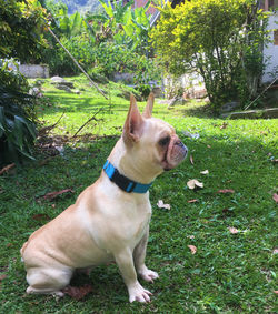 canela.JPG
