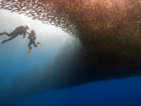 Sardines Run in Moalboal