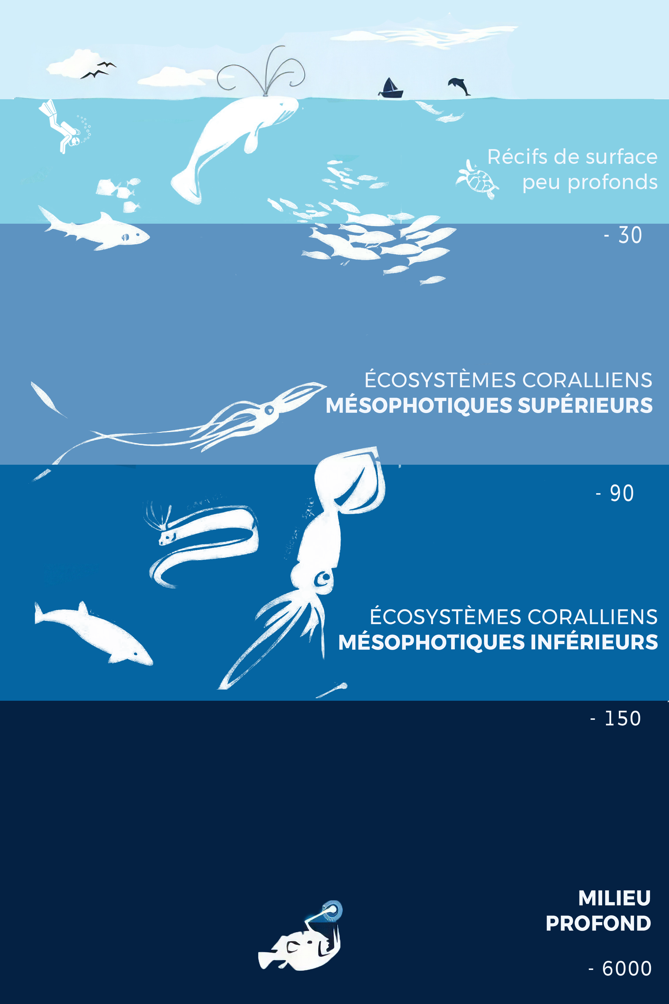 Schéma mésophotique 