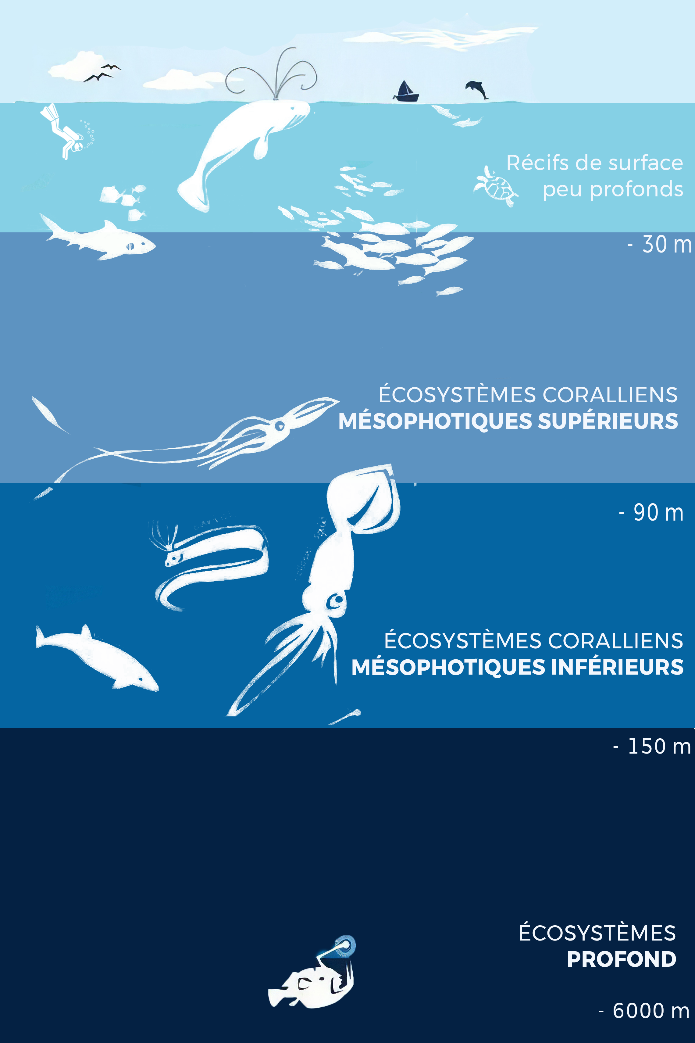 Schéma méso corrigé.png