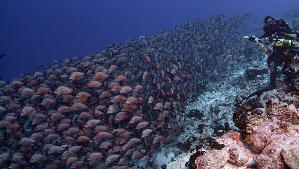 Capture d’écran 2025-11-28 à 14.40.42.png