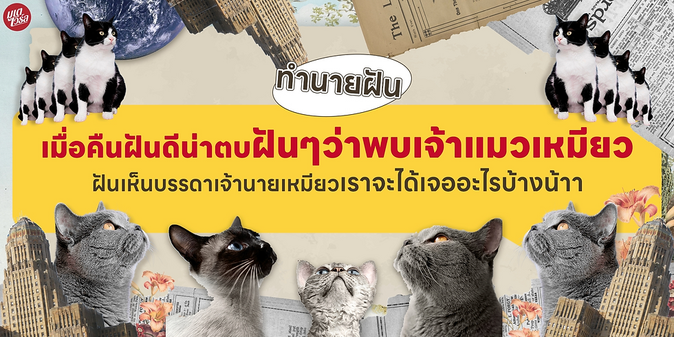 ใครจะคิดว่าถ้าฝันเห็นแมวจะมีคำทำนาย แต่มันมีจริง ใครใครที่นอนหลับฝันถึงแมว มาลองดูกันดีกว่าว่าโบราณเค้าทำนายกันว่าอย่างไร