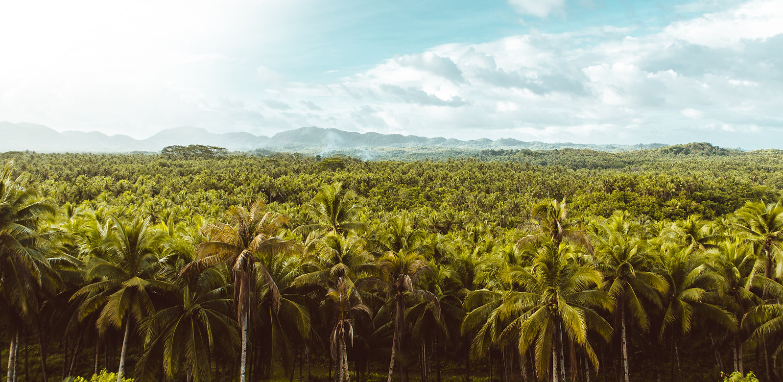 tropical-coconut-trees-forest.jpg