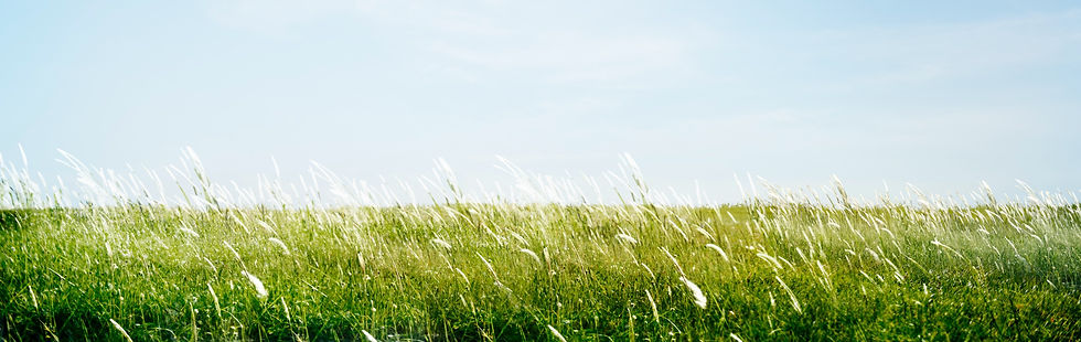 green-grassy-park-field-outdoors-concept_edited.jpg