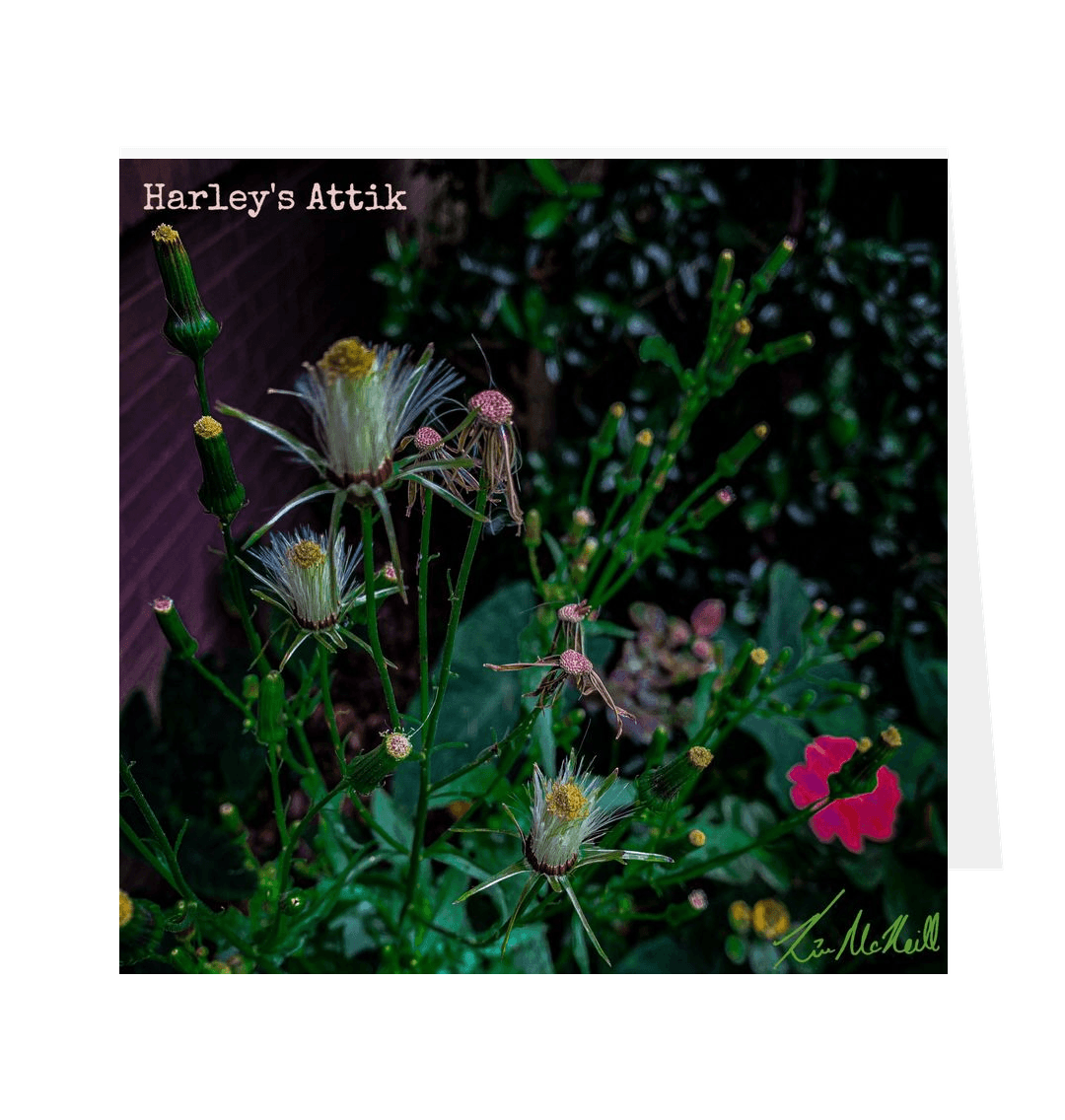Naked American Burnweed  Dark Edit - Greetings Card Square Landscape