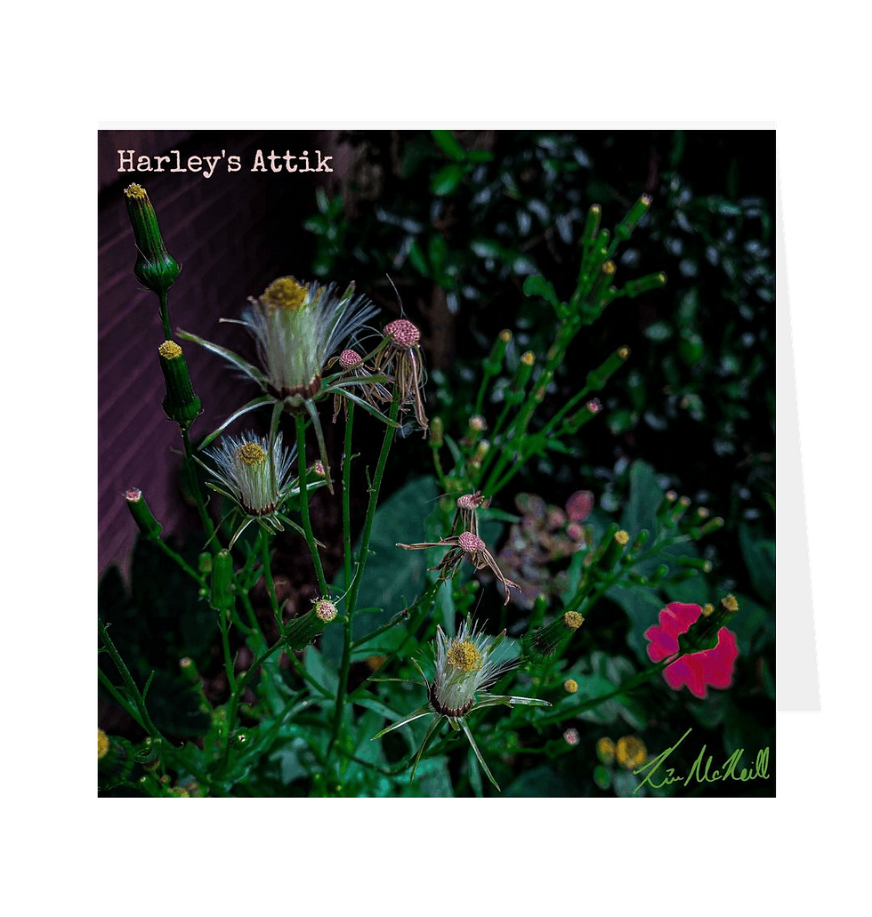Thumbnail: Naked American Burnweed  Dark Edit - Greetings Card Square Landscape