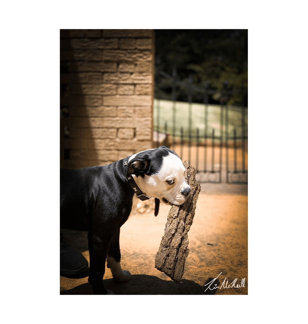 Thumbnail: Xena and Her Bark - Large Portrait Art Print