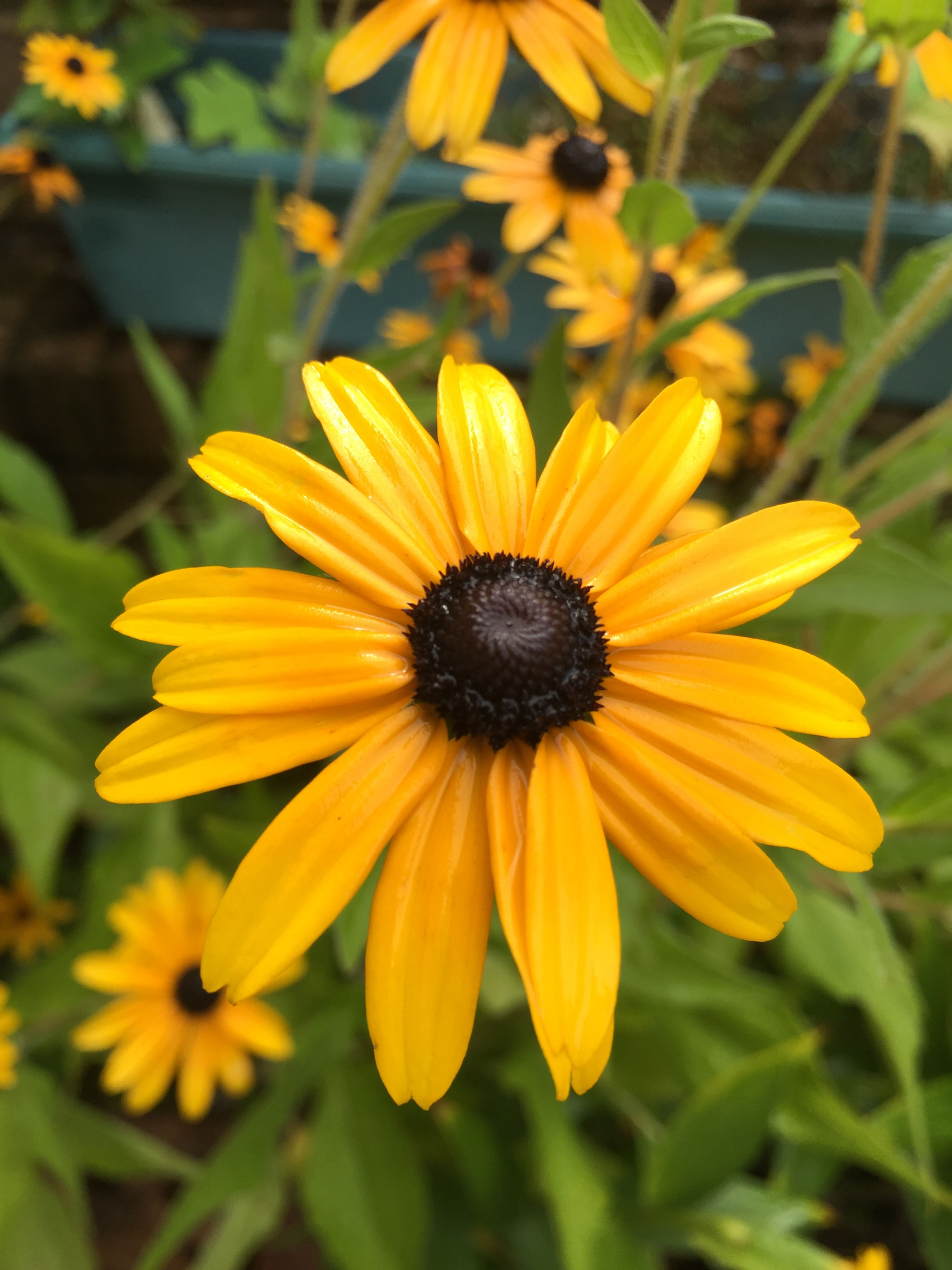 N2 ME - Black Eyed Susan