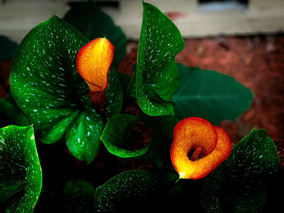 two warm-pigmented (red, orange and yellow) calla lilies with green foliage in the background