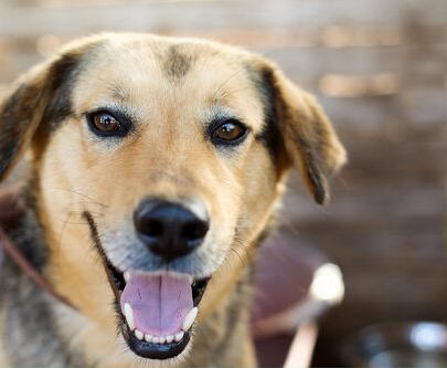 8 Reasons We Love Animal Shelters & Rescues
