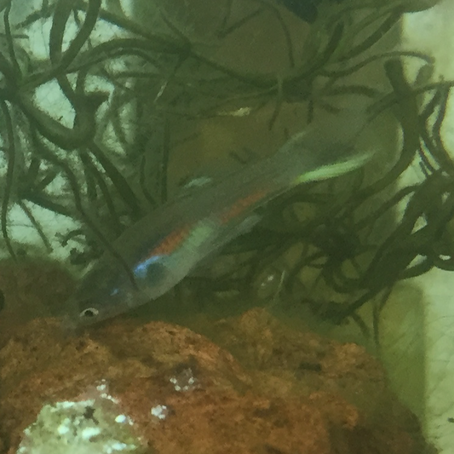 Baby Fish Scrapbook!