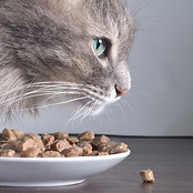 Cat%2520and%2520Food_edited_edited.jpg