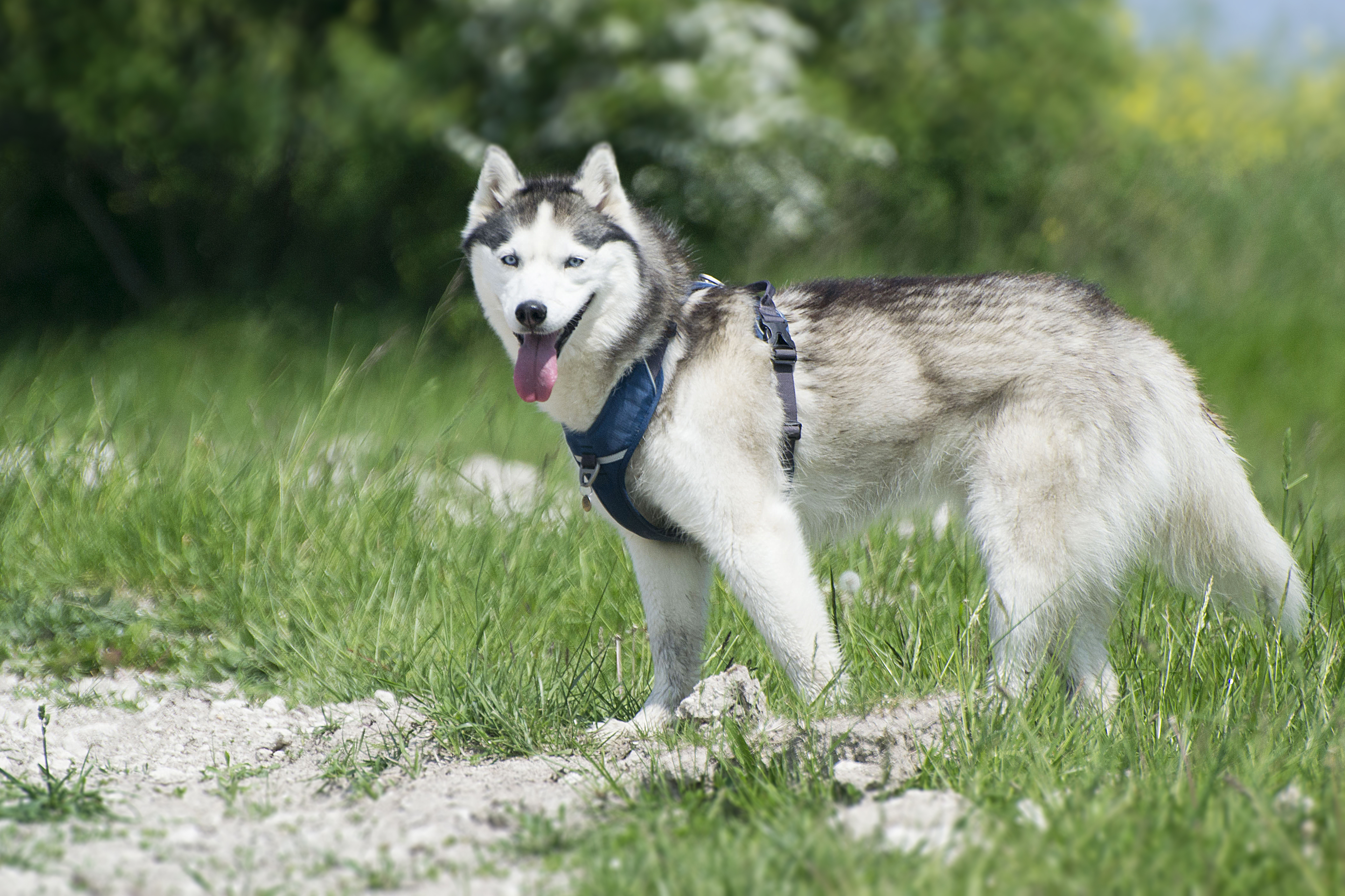 La Vie Dune Meute De Chiens Husky Chat Poneys Poules