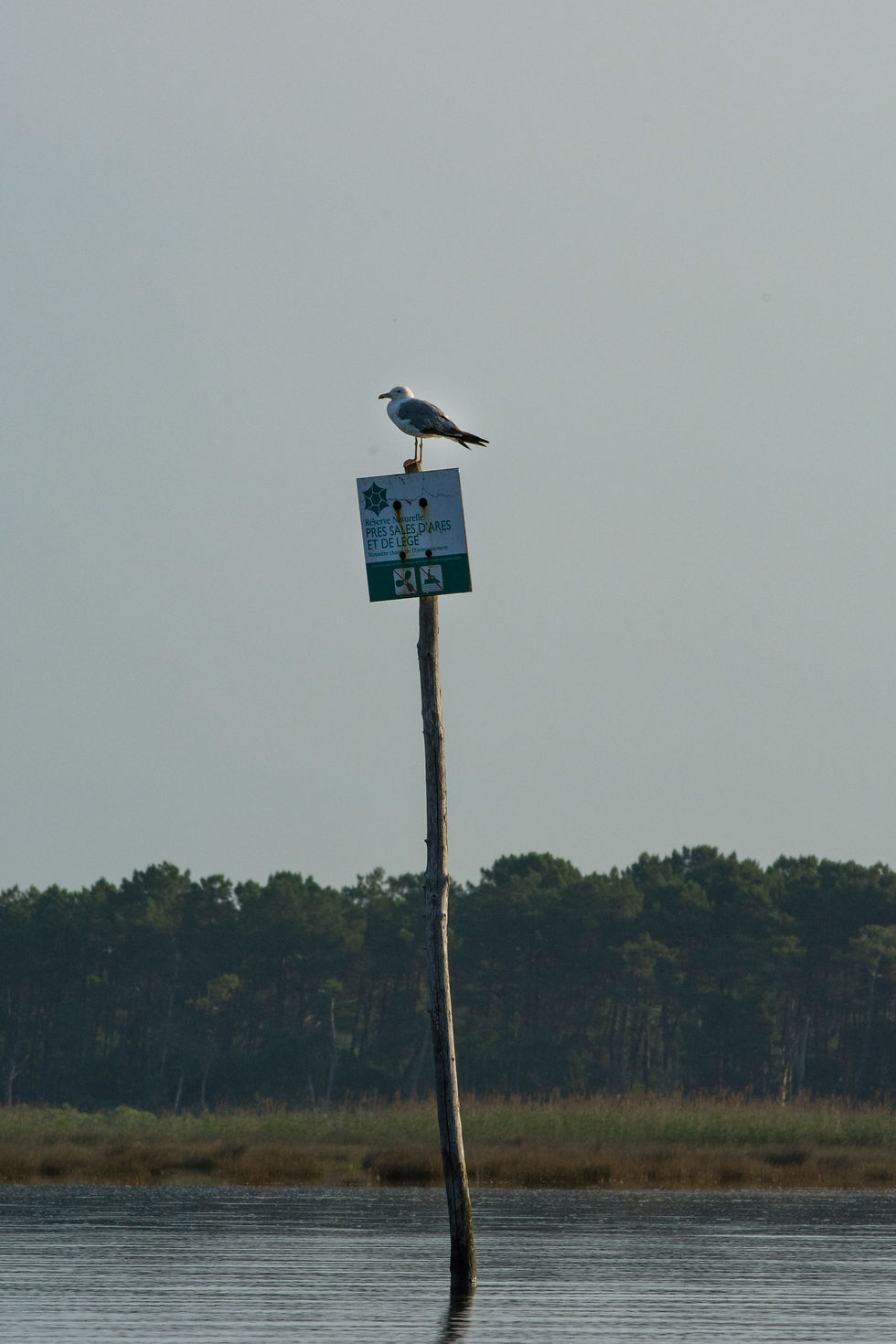 Miniature : Mouette sur le panneau prise en kayak hors de la réserve d'Arès 