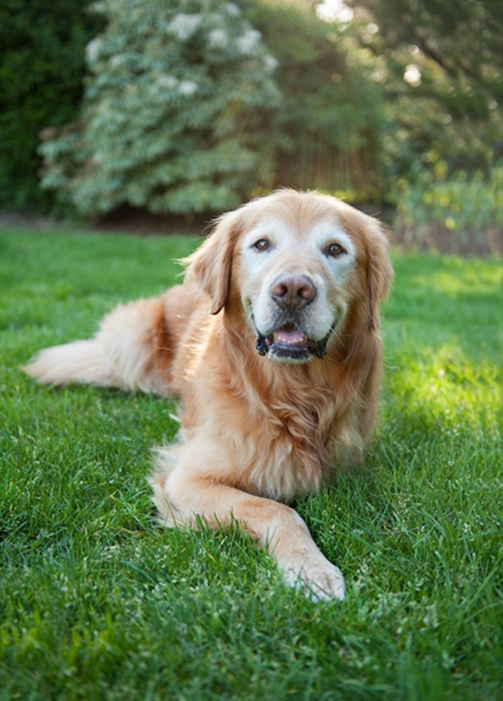 osteosarcoma vaccine dogs