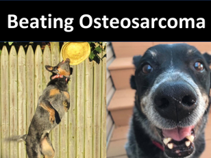 Preventing Osteosarcoma Metastasis: Maggie's Story