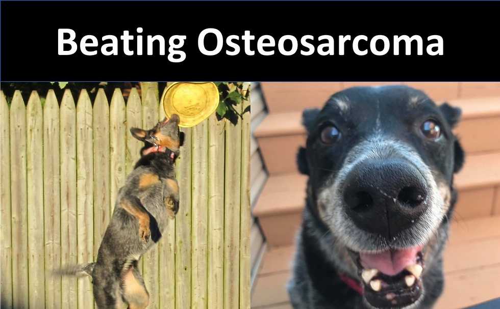 Preventing Osteosarcoma Metastasis: Maggie's Story