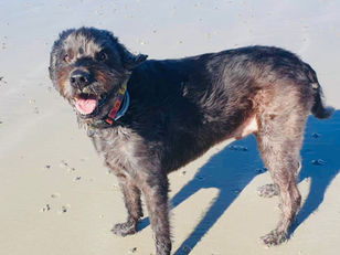 Dennis the osteosarcoma fighter