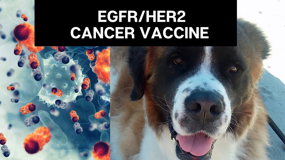 Yale's EGFR/HER2 Vaccine Helps Dogs With Metastasis?!