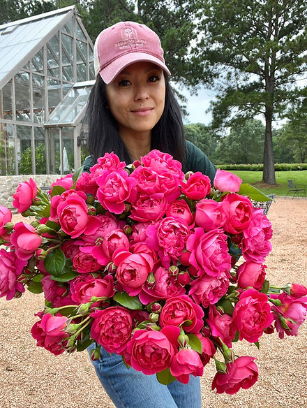 PowerPuff Pink bare root rose plant for sale