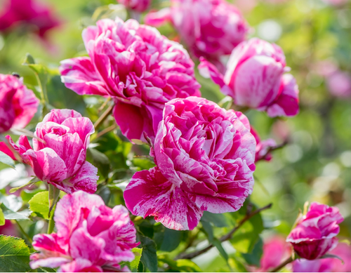 Raspberry Cream Twirl Climber bare root rose | Life In Rose Plants