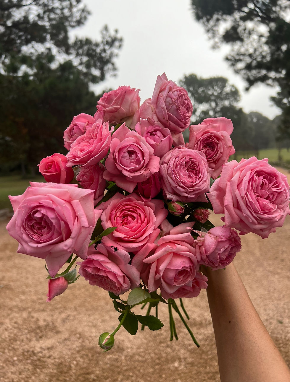 Thumbnail: Romantica Ball gown bare root rose