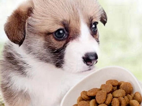 Vous reprendrez bien quelques croquettes...?!