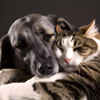 Problèmes de peau et de poils chez nos chiens et chats